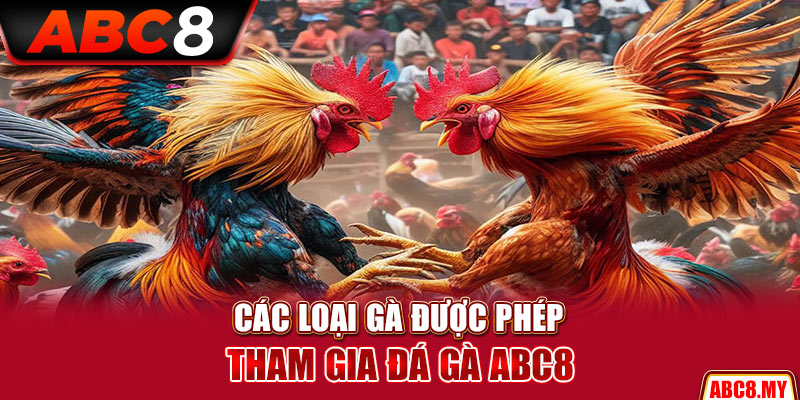 Các loại gà được phép tham gia đá gà ABC8