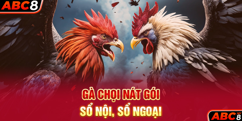 Gà Chọi Nát Gói, Sổ Nội, Sổ Ngoại