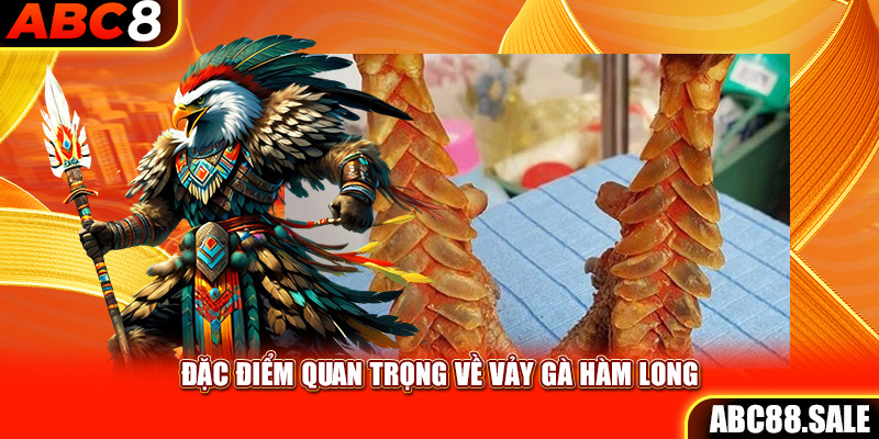 Đặc điểm quan trọng về vảy gà Hàm Long