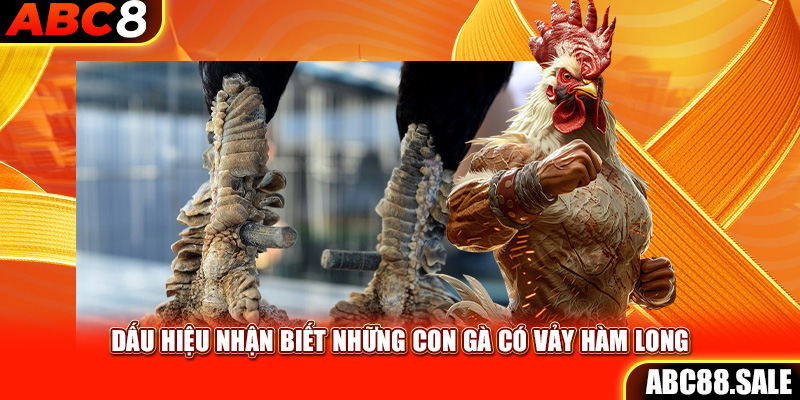 Dấu hiệu nhận biết những con gà có vảy Hàm Long